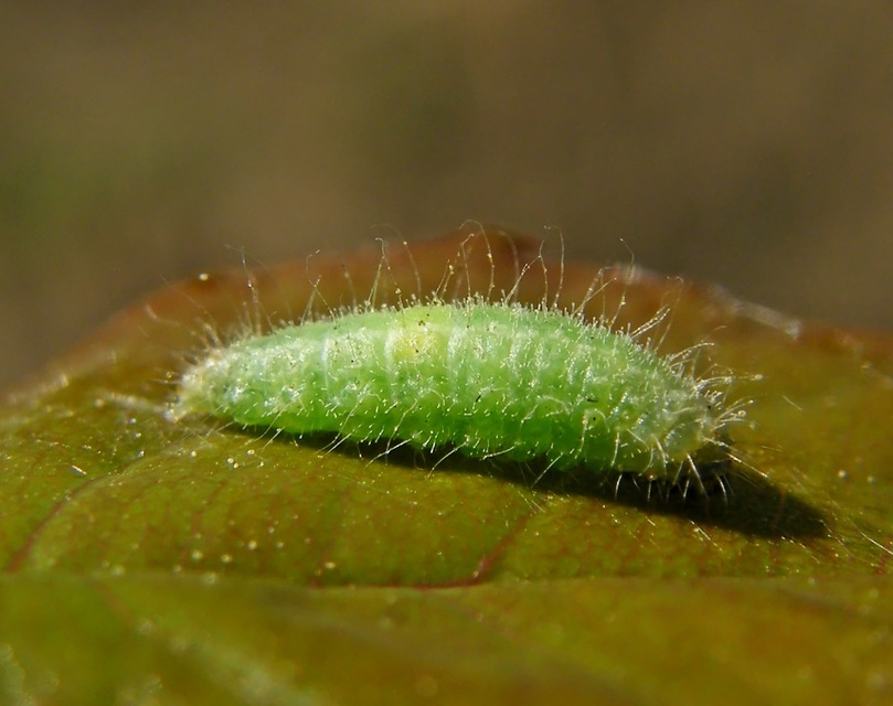 Cnaemidophorus rhododactyla - rózsabogyó-tollasmoly