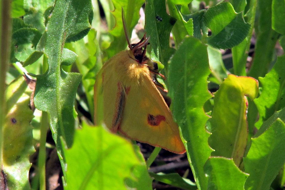 Diacrisia sannio - vörösszélű medvelepke