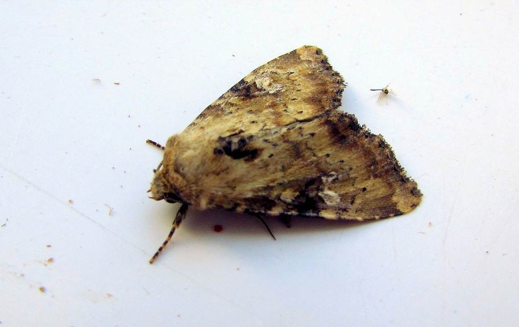 Loscopia scolopacina - csinos dudvabagoly