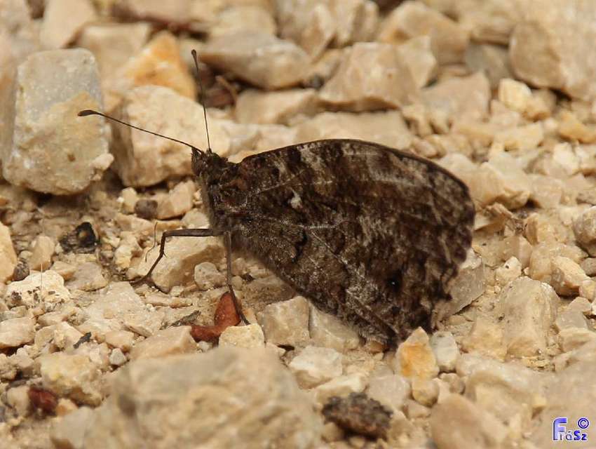 Hipparchia semele - barna szemeslepke
