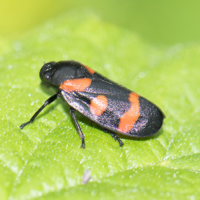 Cercopis arcuata/sanguinolenta Cercopis arcuata/sanguinolenta