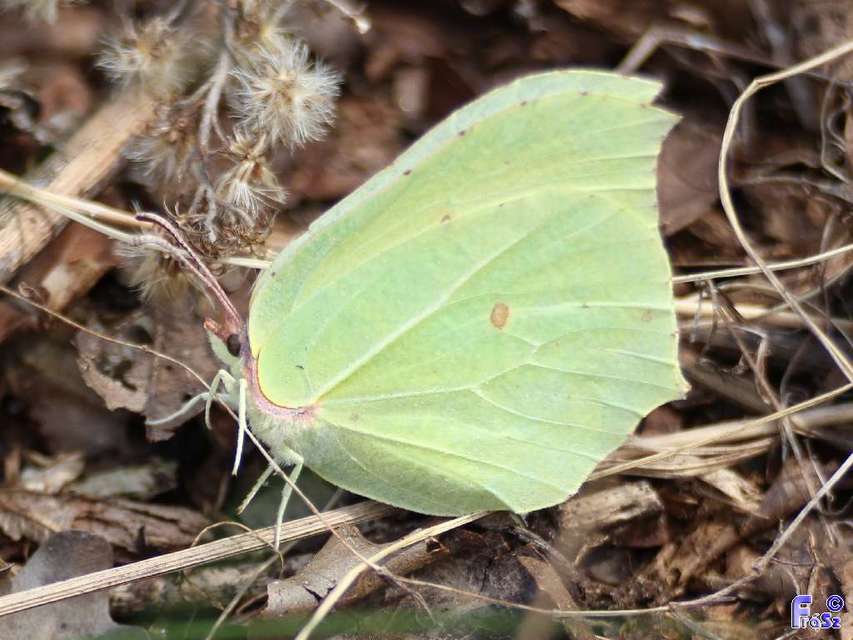 Gonepteryx rhamni - citromlepke