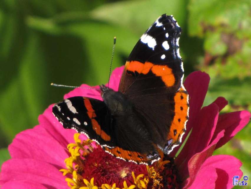 Vanessa atalanta - atalantalepke