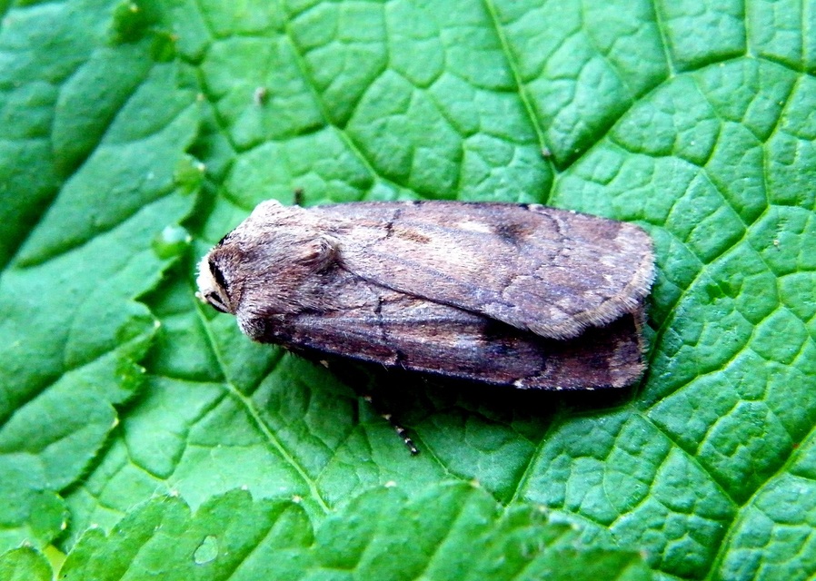 Agrotis segetum - vetési földibagoly