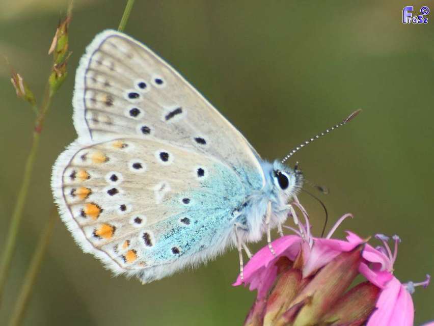 Polyommatus icarus - közönséges boglárka