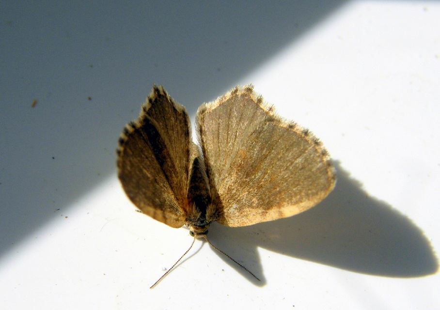 Euchoeca nebulata - barnás égeraraszoló