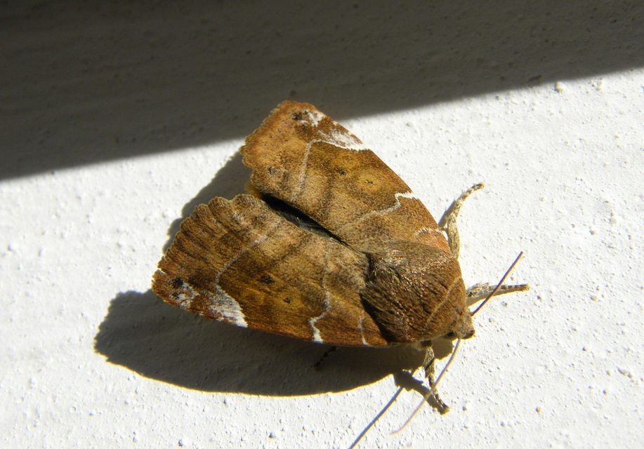 Cosmia affinis - barna lombbagoly