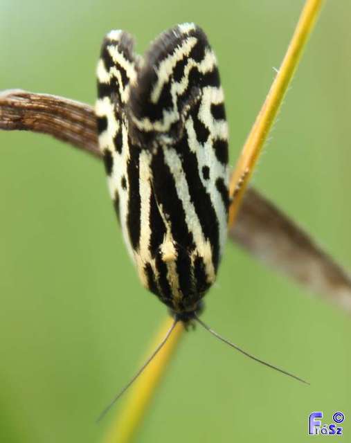 Emmelia trabealis - zebrabagoly