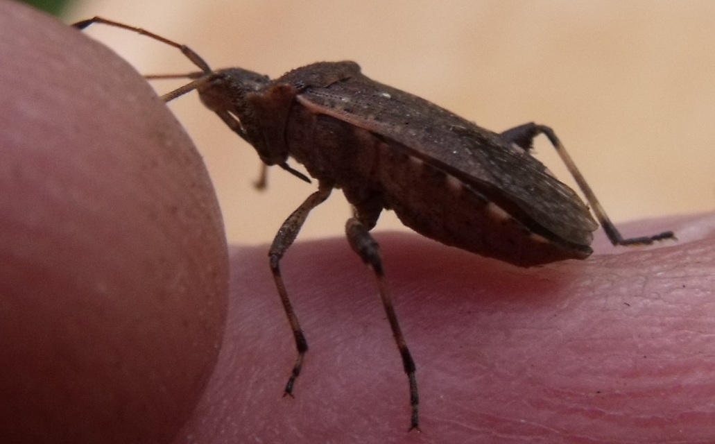 Peribalus strictus - tavaszi címerespoloska Peribalus strictus - tavaszi címerespoloska