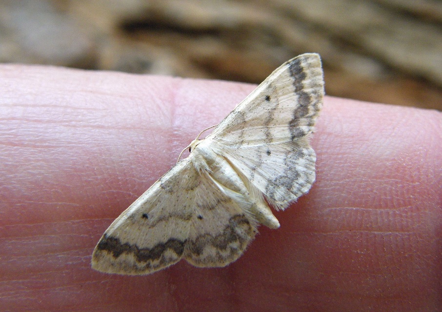 Idaea biselata - mocsári sávosaraszoló