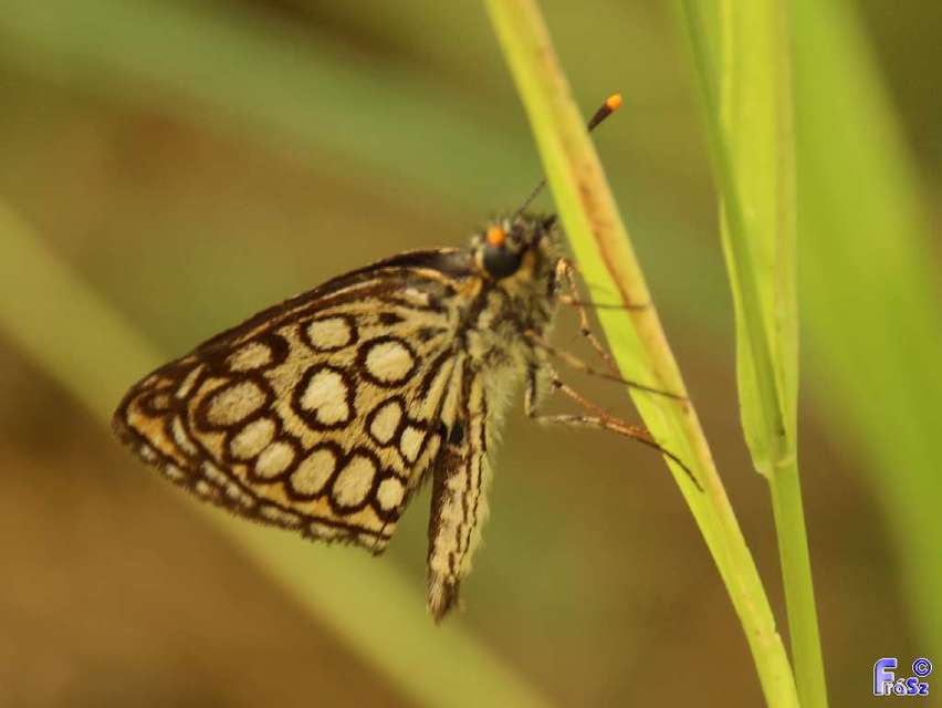 Heteropterus morpheus - tükrös busalepke
