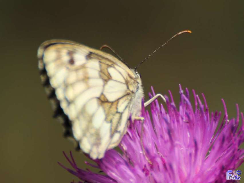 Melanargia galathea - sakktáblalepke
