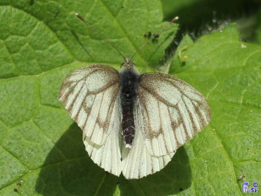 Pieris napi - repcelepke