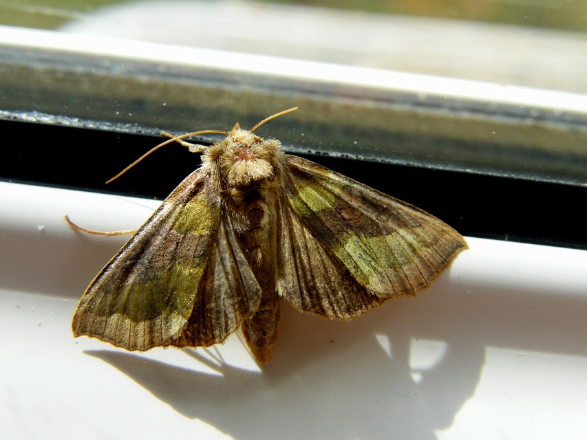 Diachrysia chrysitis - aranybagoly