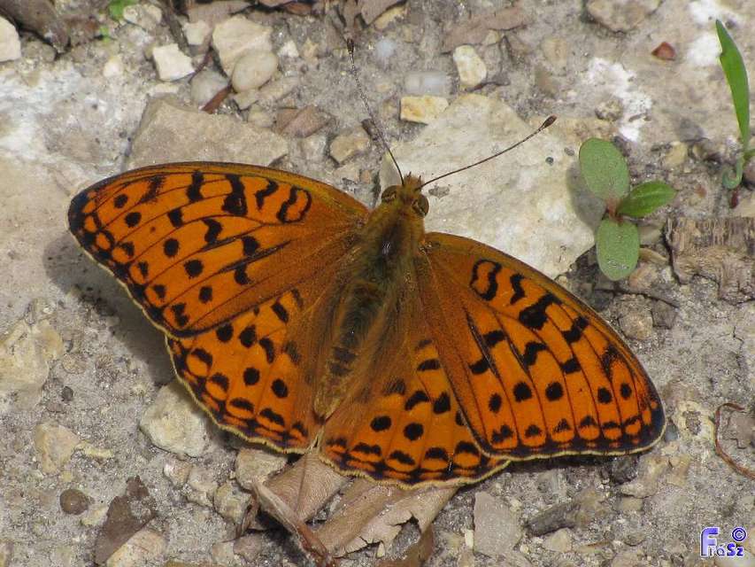 Argynnis adippe - ezüstös gyöngyházlepke