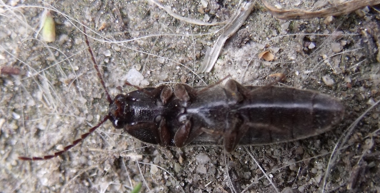 Melanotus