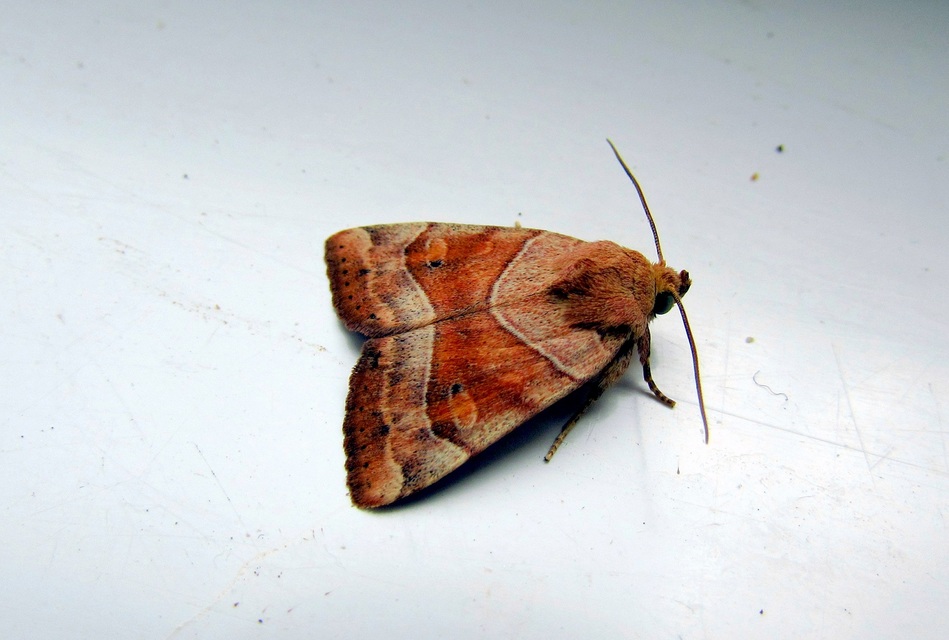 Cosmia trapezina - közönséges lombbagoly