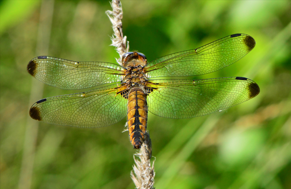 Libellula fulva - kisfoltos laposacsa