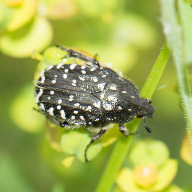 Oxythyrea funesta - sokpettyes virágbogár