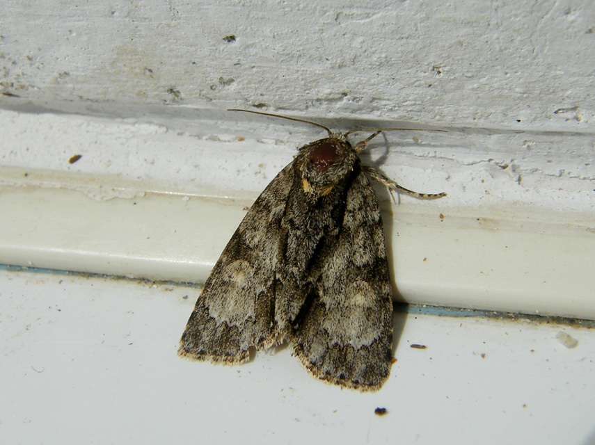 Acronicta strigosa - kis szigonyosbagoly