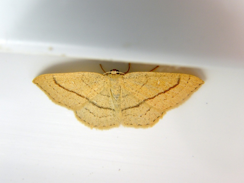 Cyclophora linearia - vonalas pettyesaraszoló