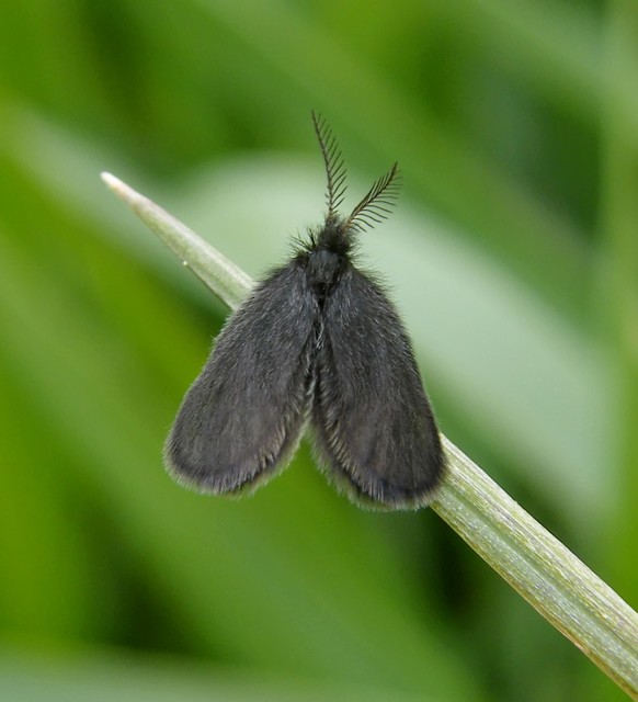 Epichnopterix