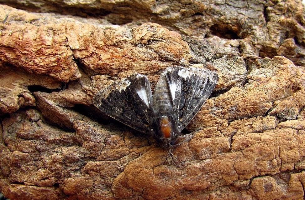 Catephia alchymista - fekete övesbagoly