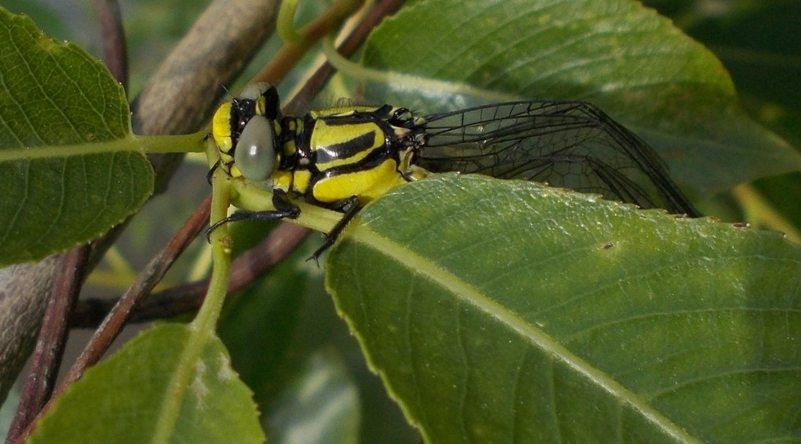 Gomphus vulgatissimus - feketelábú folyami-szitakötő