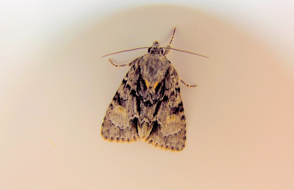 Acronicta strigosa - kis szigonyosbagoly