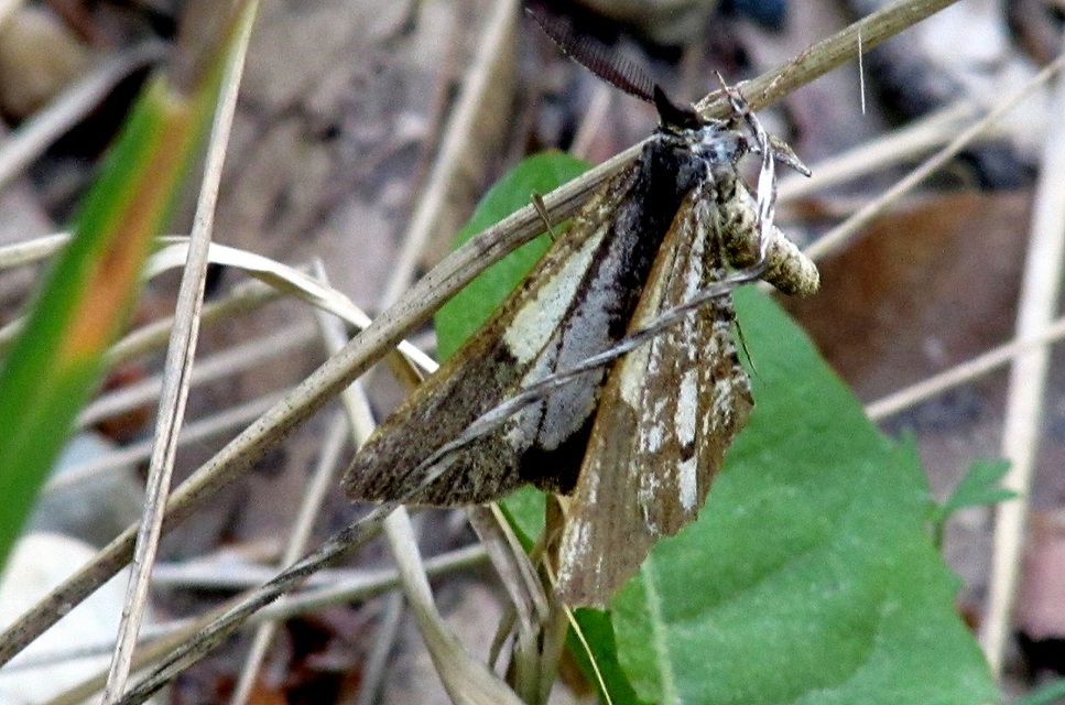 Bupalus piniaria - fenyőaraszoló