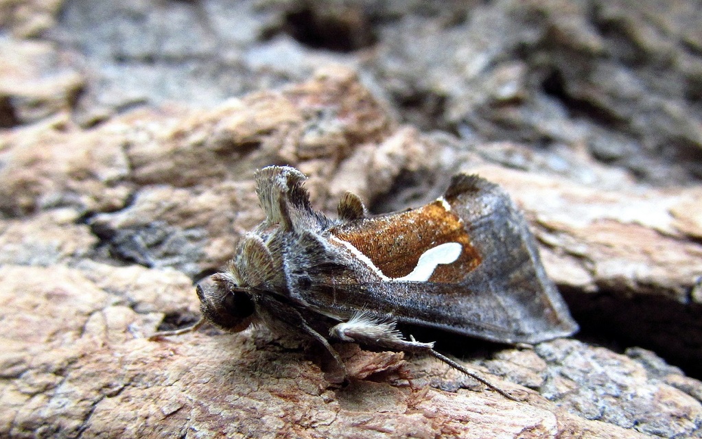 Macdunnoughia confusa - cseppfoltos ezüstbagoly