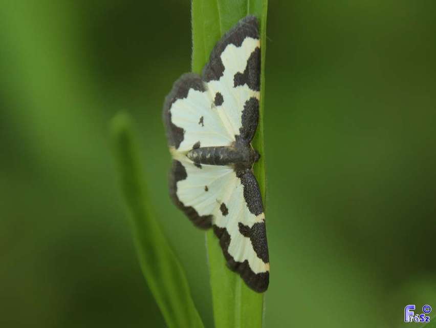 Lomaspilis marginata - szegélyes nyárfaaraszoló