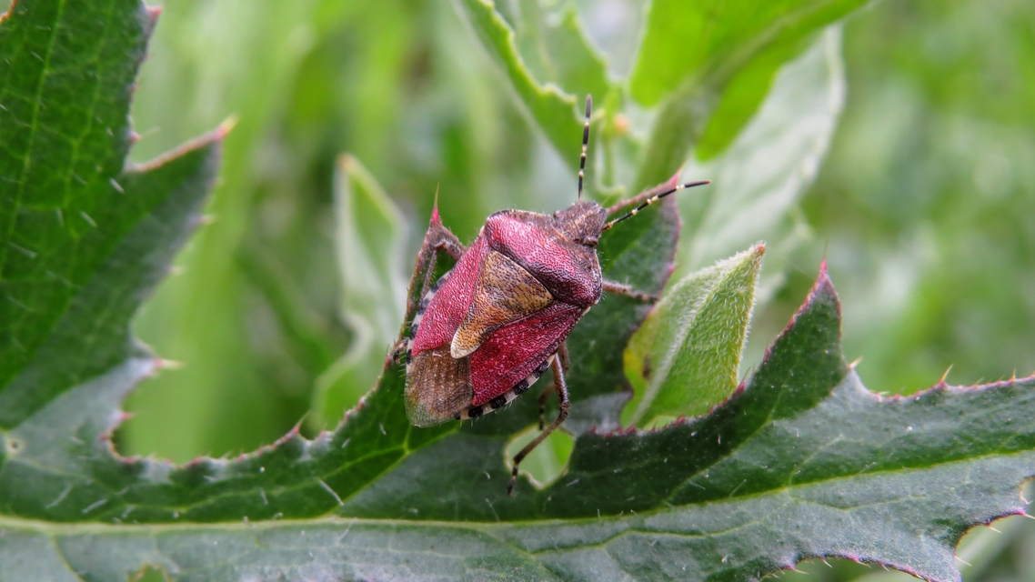 Dolycoris baccarum - közönséges bogyómászó-poloska Dolycoris baccarum - közönséges bogyómászó-poloska