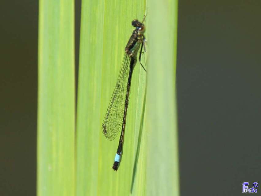 Ischnura elegans