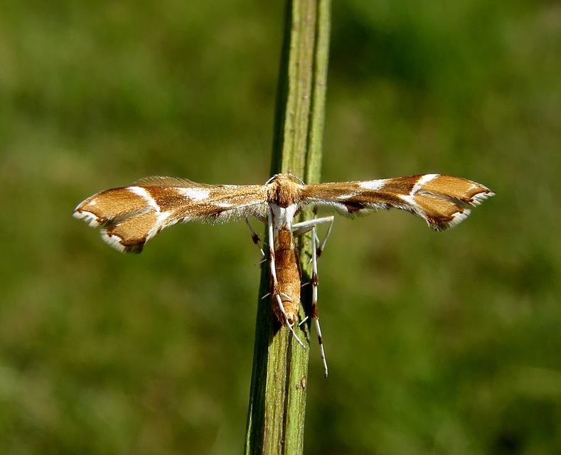 Cnaemidophorus rhododactyla - rózsabogyó-tollasmoly