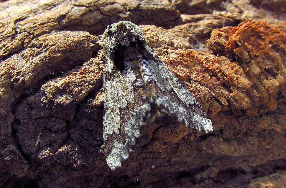 Biston strataria - barnapettyes araszoló