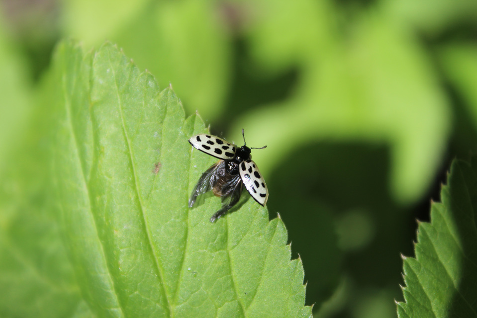 Chrysomela vigintipunctata - húszfoltos fűzlevelész Chrysomela vigintipunctata - húszfoltos fűzlevelész