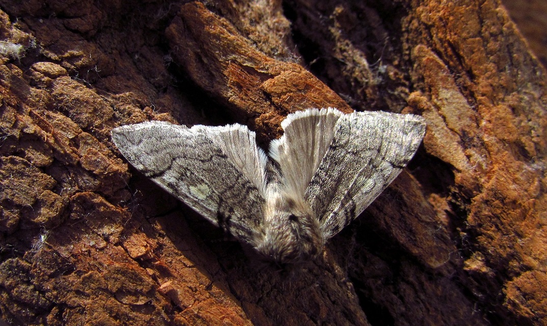Achlya flavicornis - nyíres pihésszövő