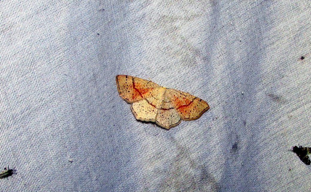 Cyclophora punctaria - sávos pettyesaraszoló