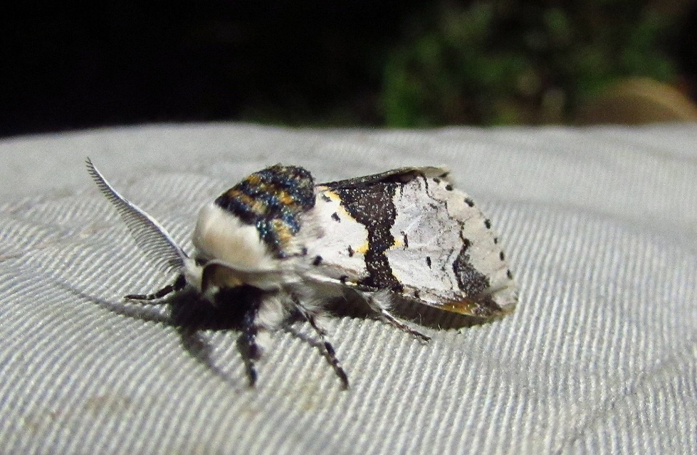 Furcula bicuspis - apáca-púposszövő