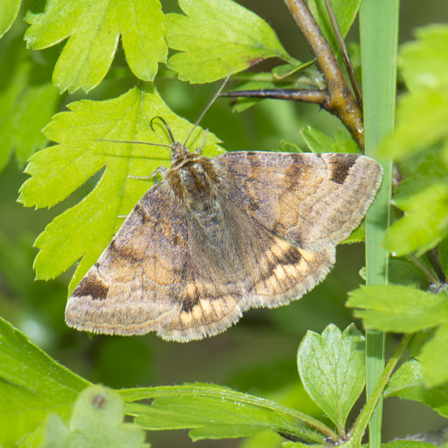 Euclidia glyphica - közönséges nappalibagoly