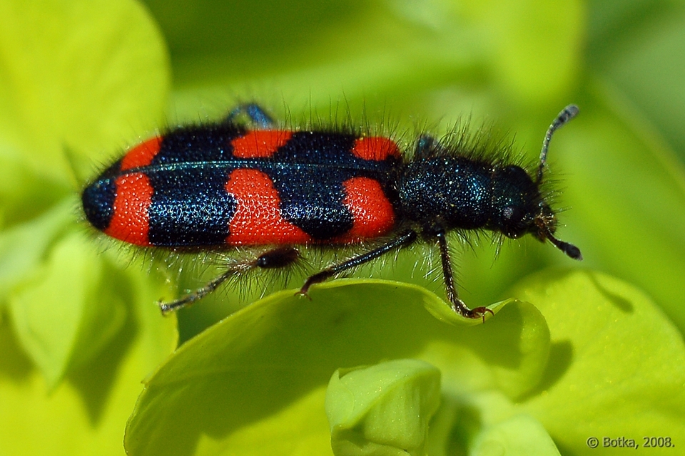 Trichodes favarius - hatfoltos méhészbogár