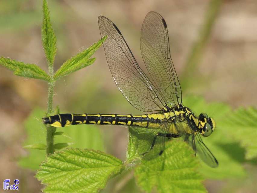 Gomphus vulgatissimus - feketelábú folyami-szitakötő