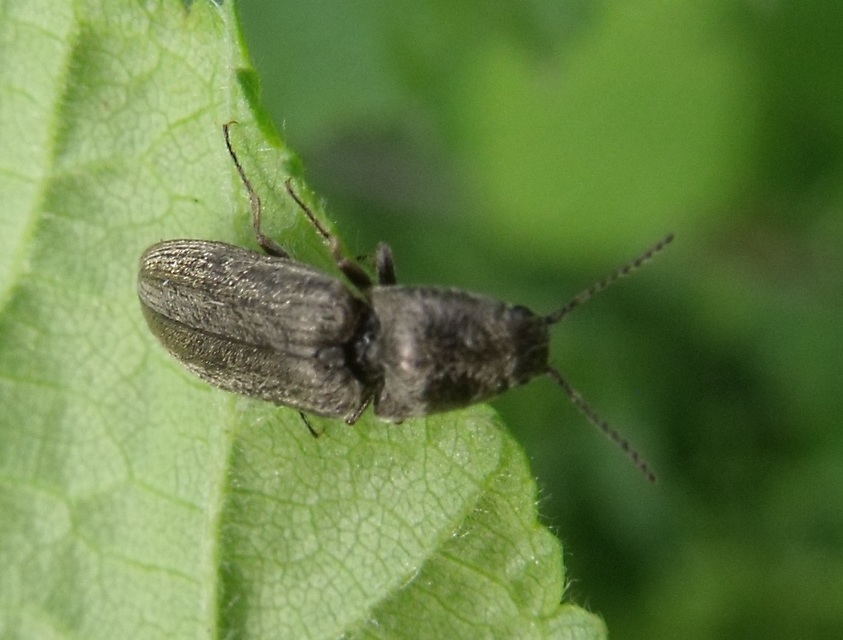 Cidnopus ruzenae - fémfekete pattanó