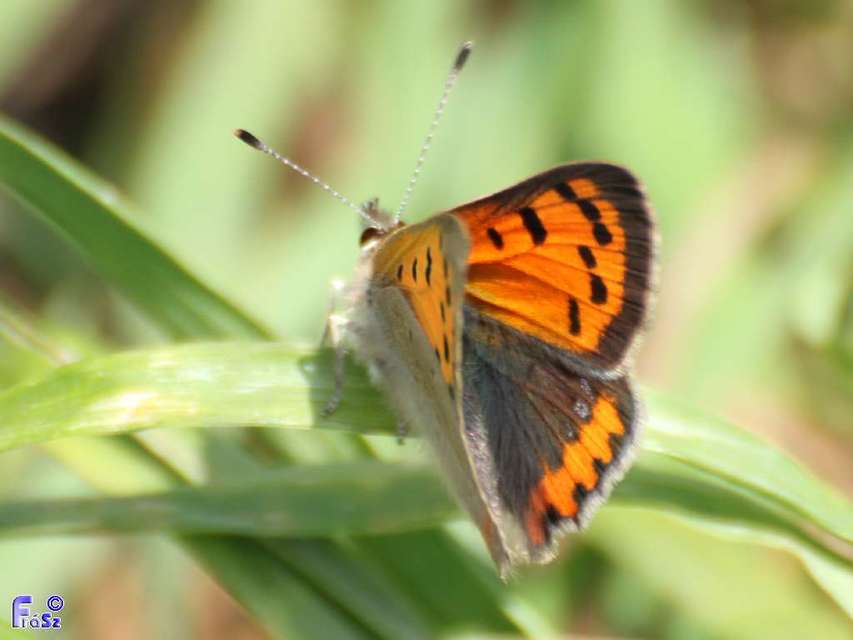 Lycaena phlaeas - közönséges tűzlepke