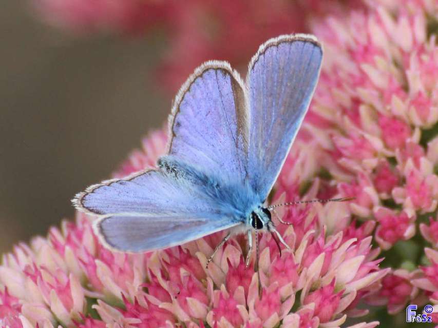 Polyommatus icarus - közönséges boglárka