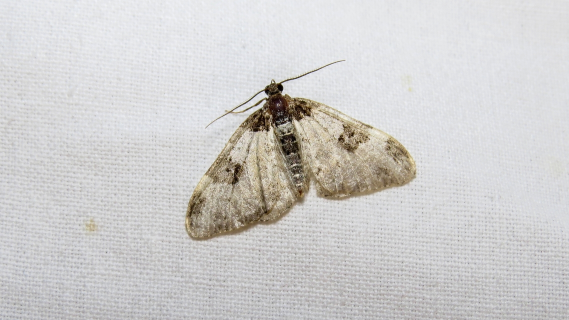 Xanthorhoe fluctuata - közönséges tarkaaraszoló