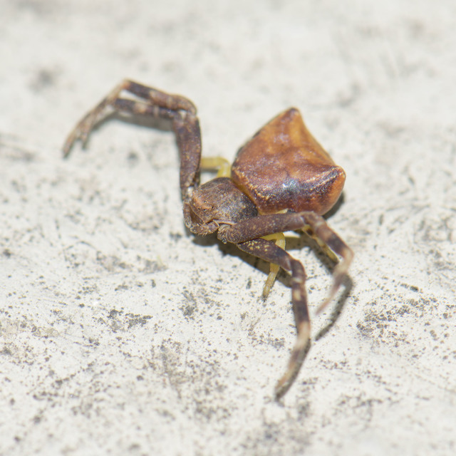 Pistius truncatus - csonka karolópók