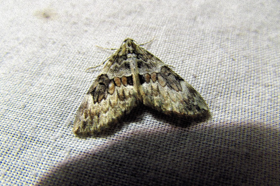 Thera variata/britannica