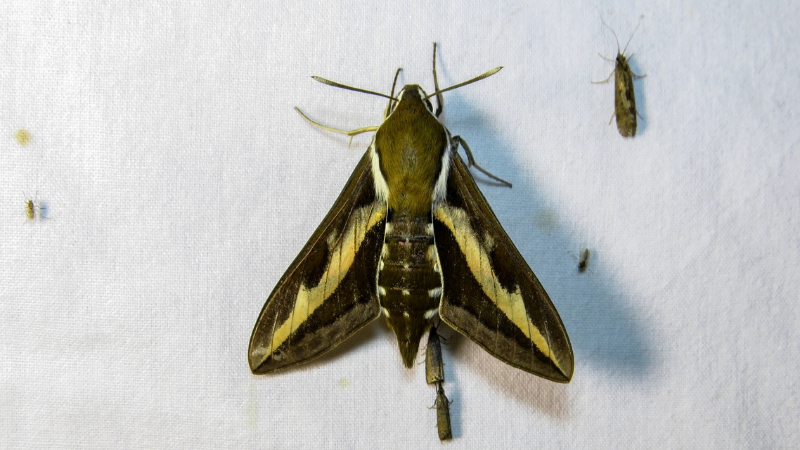 Hyles gallii - galajszender